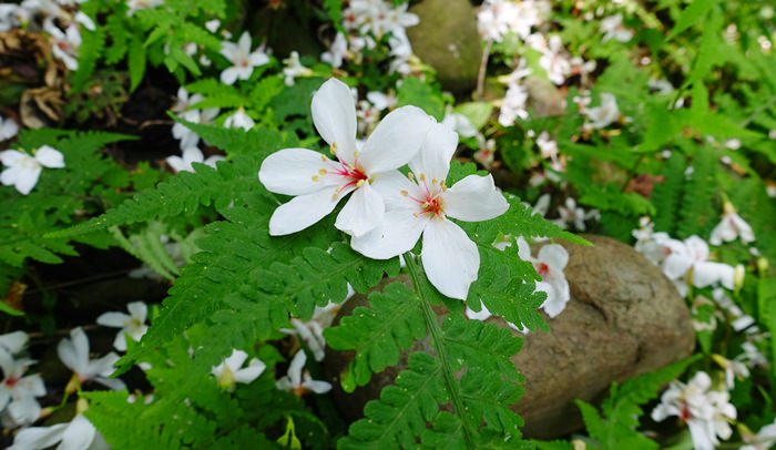 【桃園．大溪】- 落花紛飛的浪漫季節．十一指古道賞桐花 (2015.04.25花況)