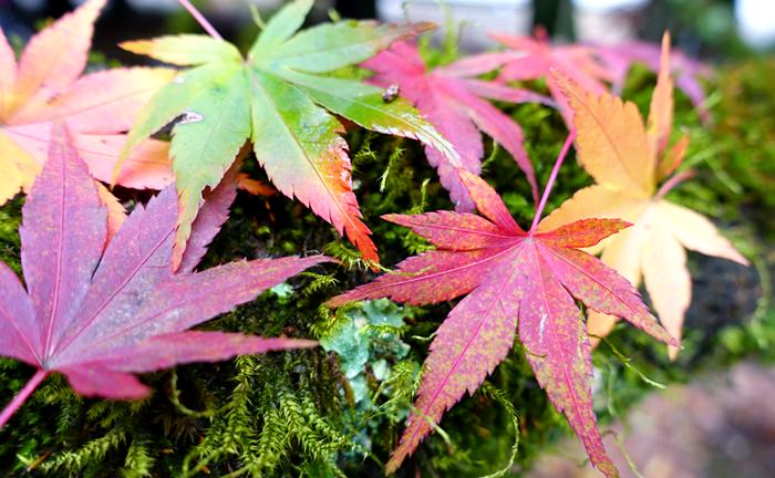 【台中．賞楓】- 屬於秋天的願望．福壽山農場 (2014.11.15楓況)