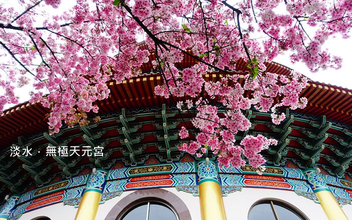 【新北．淡水】- 最後的櫻花盛宴．淡水無極天元宮 (2015.03.21花況)