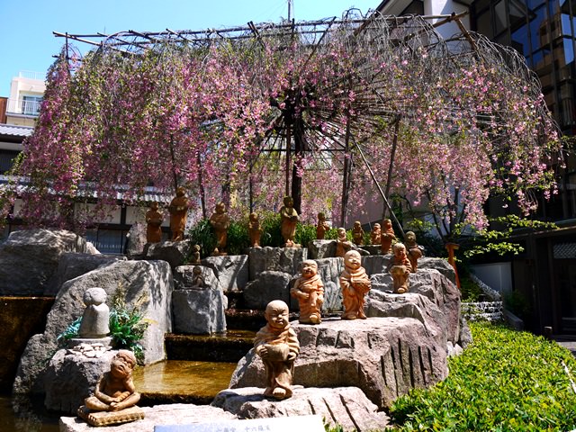 【13 春遊．櫻之關西 】- DAY4 無緣的早開枝垂櫻 六角堂