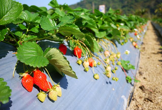 【苗栗．大湖】- 清安豆腐街。晶晶草莓園。採草莓好有趣～