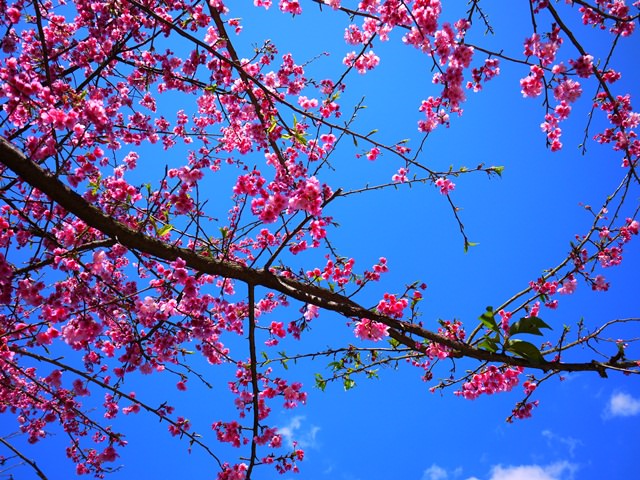 【新北．三峽】- 花岩山林景觀餐廳。今年的賞櫻之旅就從這裡開始吧～(2014/1/25花況)