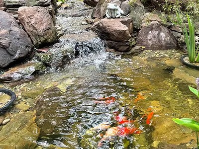 Pressure wash, rinse, and vacuum out your pond. Charlotte Backyard Ponds Ponds Outdoor Living Charlotte