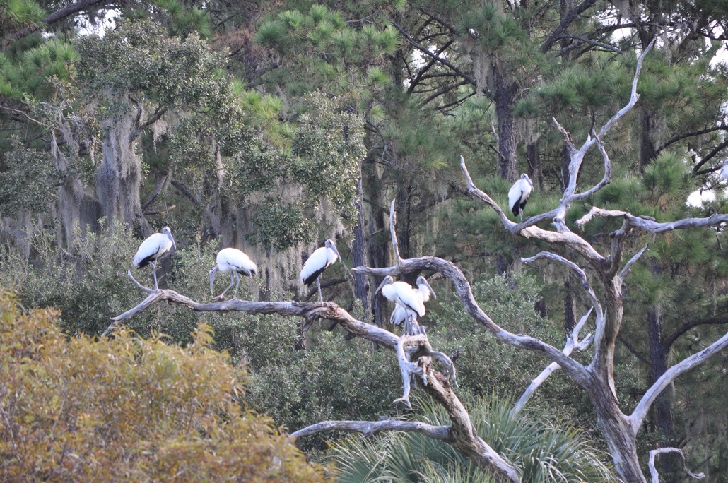 Blackbeard Island LOGBOOK THE SPIRIT OF ST SIMONS