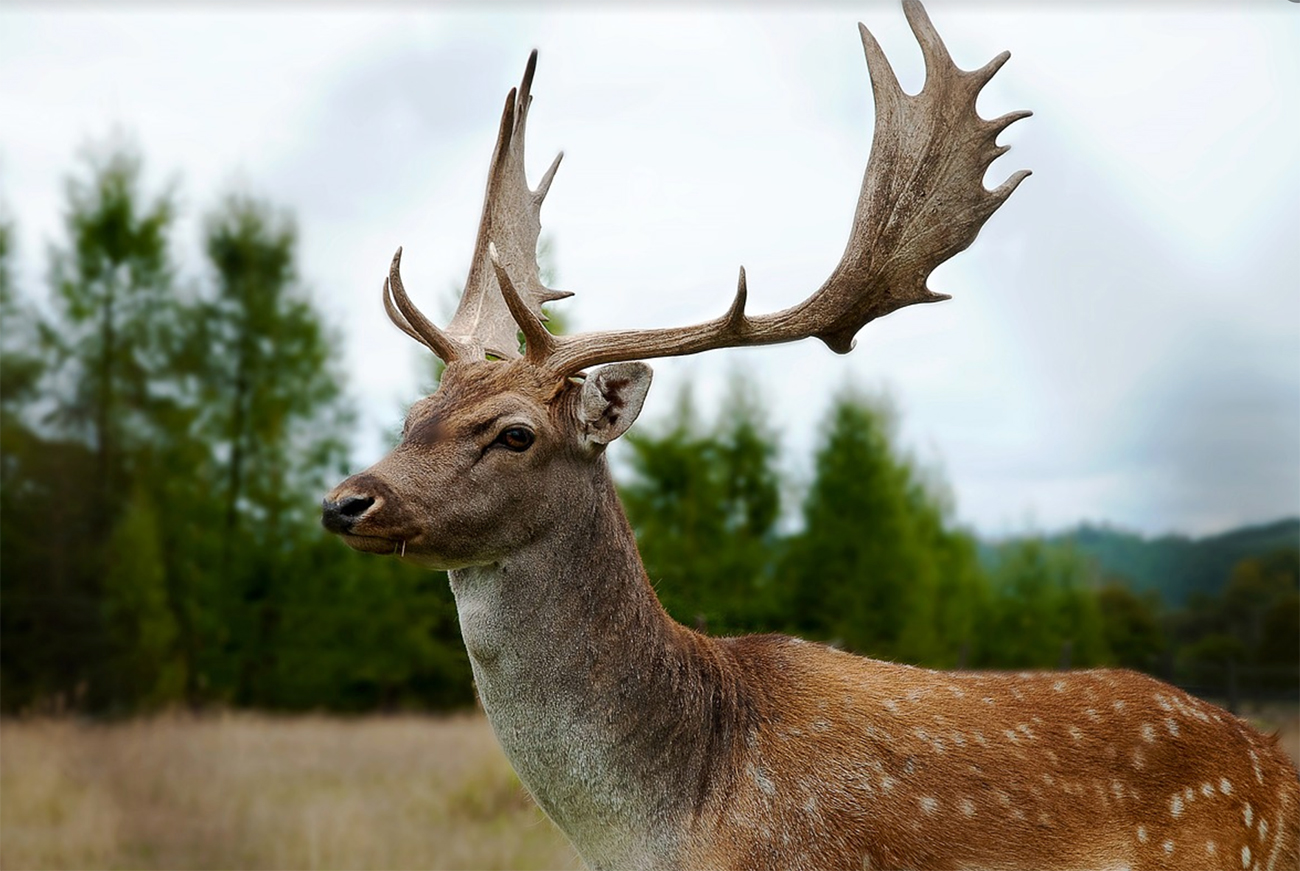 L'élevage de daims en france nécessite. Daim MÃ©daille dâOR Ã  lâapproche ou Ã  lâaffÃ»t dans lâHÃ©rault. | Chasse