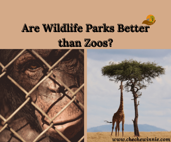 Are Wildlife Parks Better than Zoos? The Eco Advocate