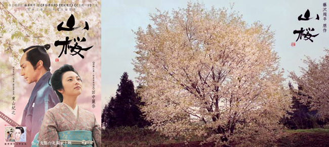 電影【山櫻】