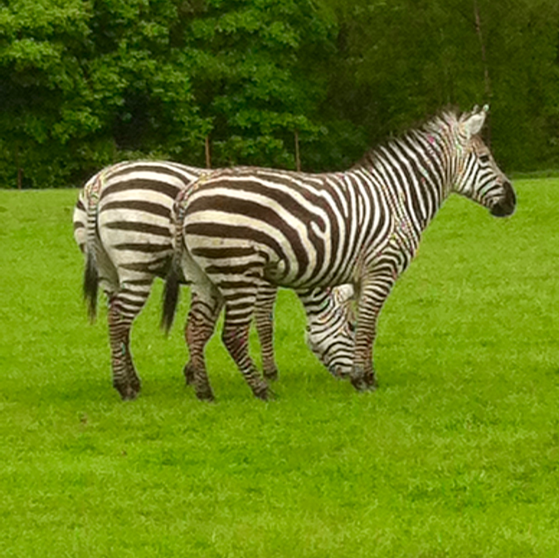 Knowsley Safari Park Chilling with Lucas