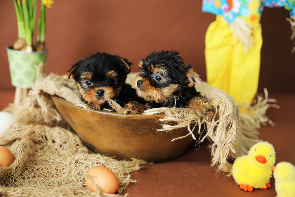 Chiots Yorkshire a vendre Elevage de Yorkshire, propose