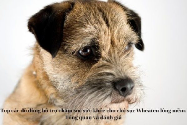 Top các đồ dùng hỗ trợ chăm sóc sức khỏe cho chó sục Wheaten lông mềm: Tổng quan và đánh giá Top các đồ dùng hỗ trợ chăm sóc sức khỏe cho chó sục Wheaten lông mềm: Tổng quan và đánh giá