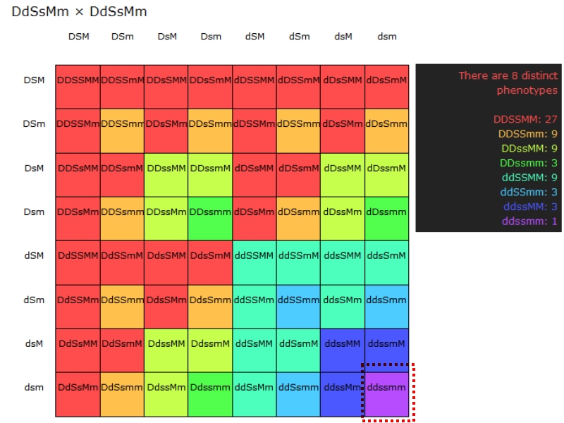 Trihybrid cross trihybrid cross more complex by “easily” calculated more complex by “easily” calculated following principles of segregation, . New F2 Micro Tomatoes Chris Kafer
