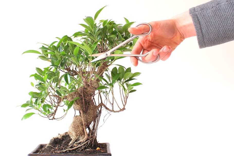 Tỉa cành Bonsai