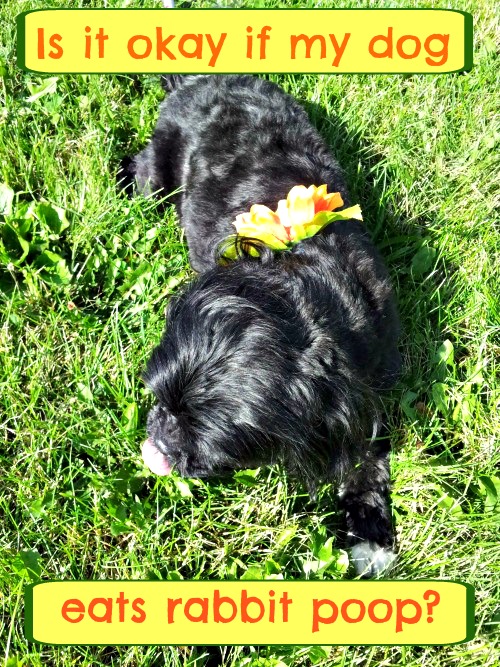 Is It Okay If My Dog Eats Rabbit Poop Cindylusmuse
