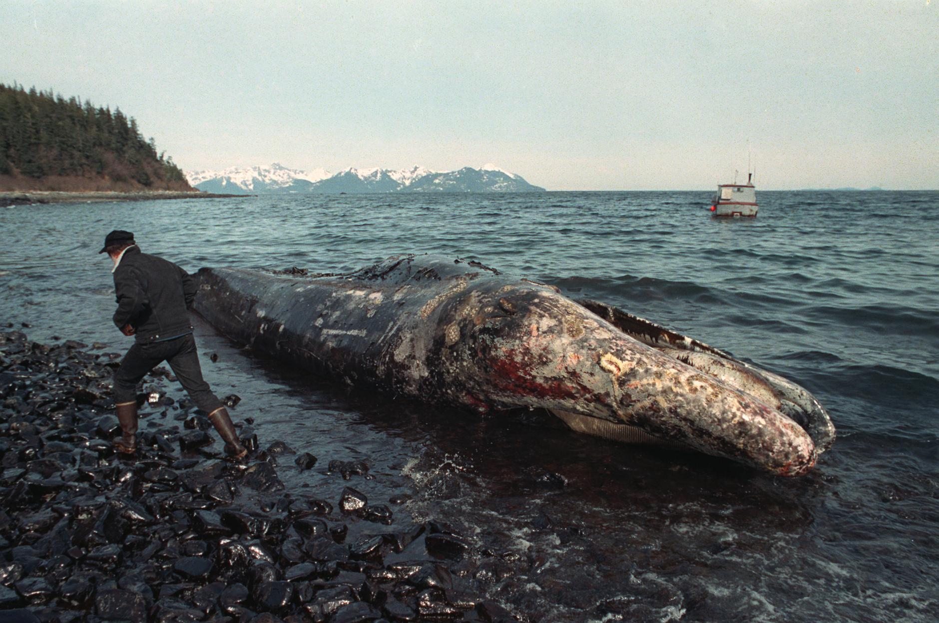 Exxon Valdez 30 Years Later Circle to Circle