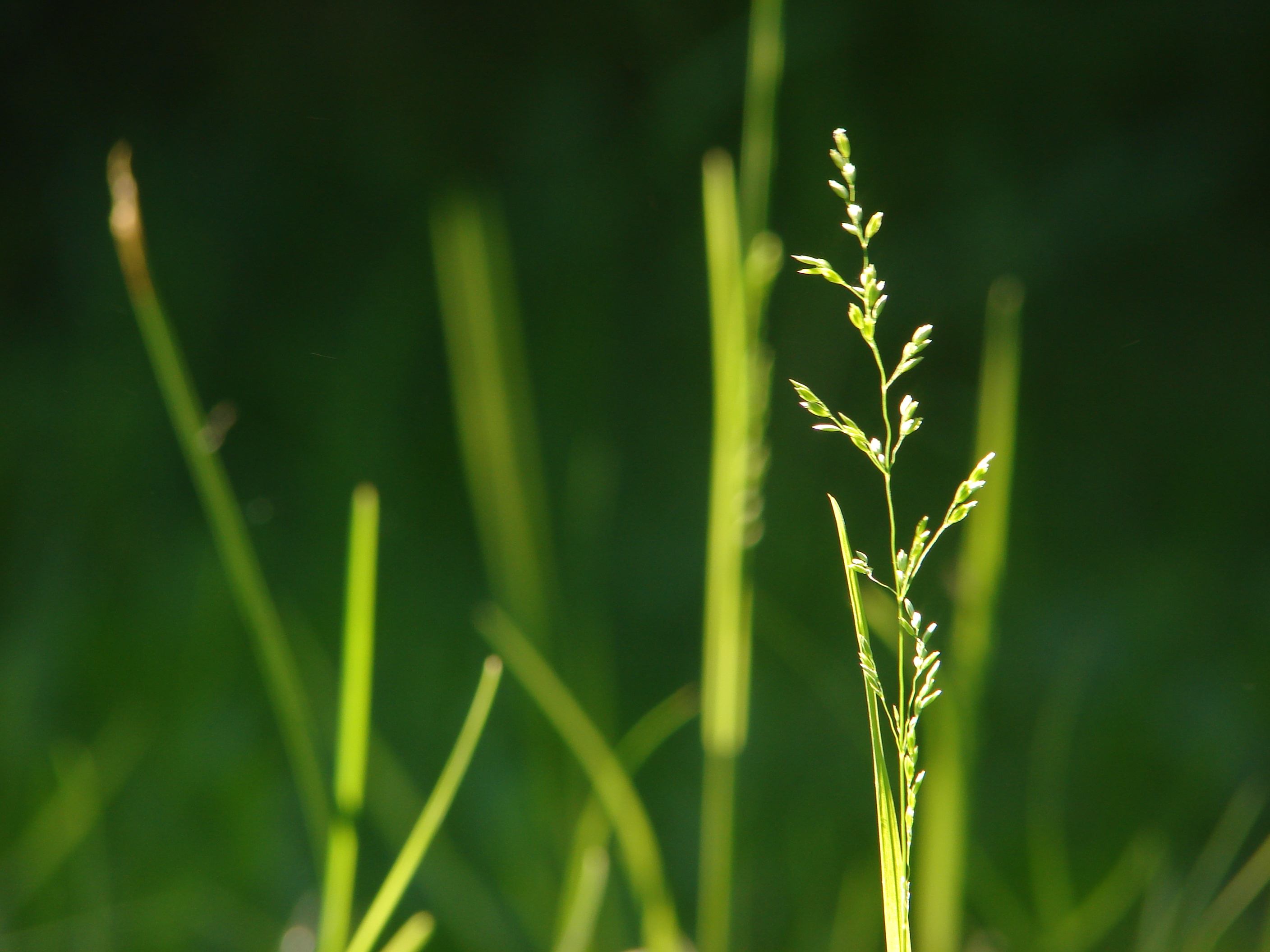 Psalmul 50 Al Lui David O Rugaciune Frumoasa Ce Indeamna La Ascultarea Glasului Divin
