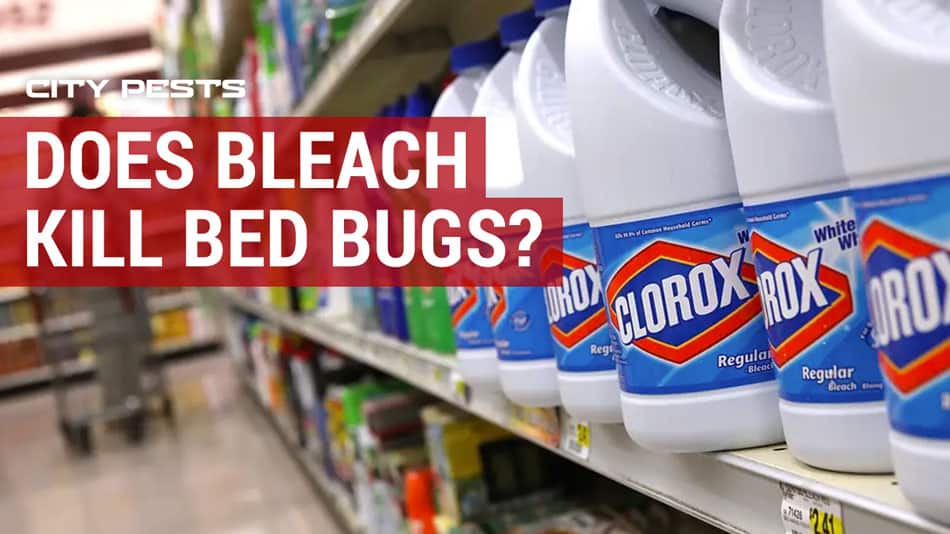22+ Awesome Deltamethrin Bed Bugs / Does bleach kill bed bugs? Does clorex or pine sol work - Here's how to prevent bed bugs from infesting your house.