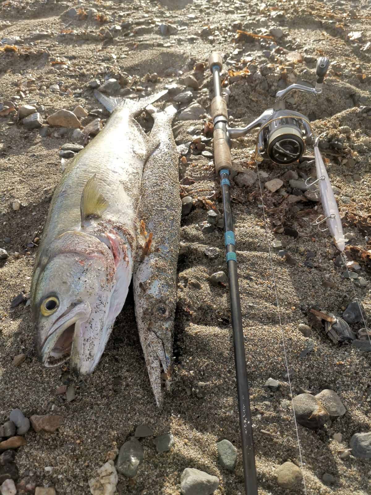 serra e barracuda a spinning con long jerk 