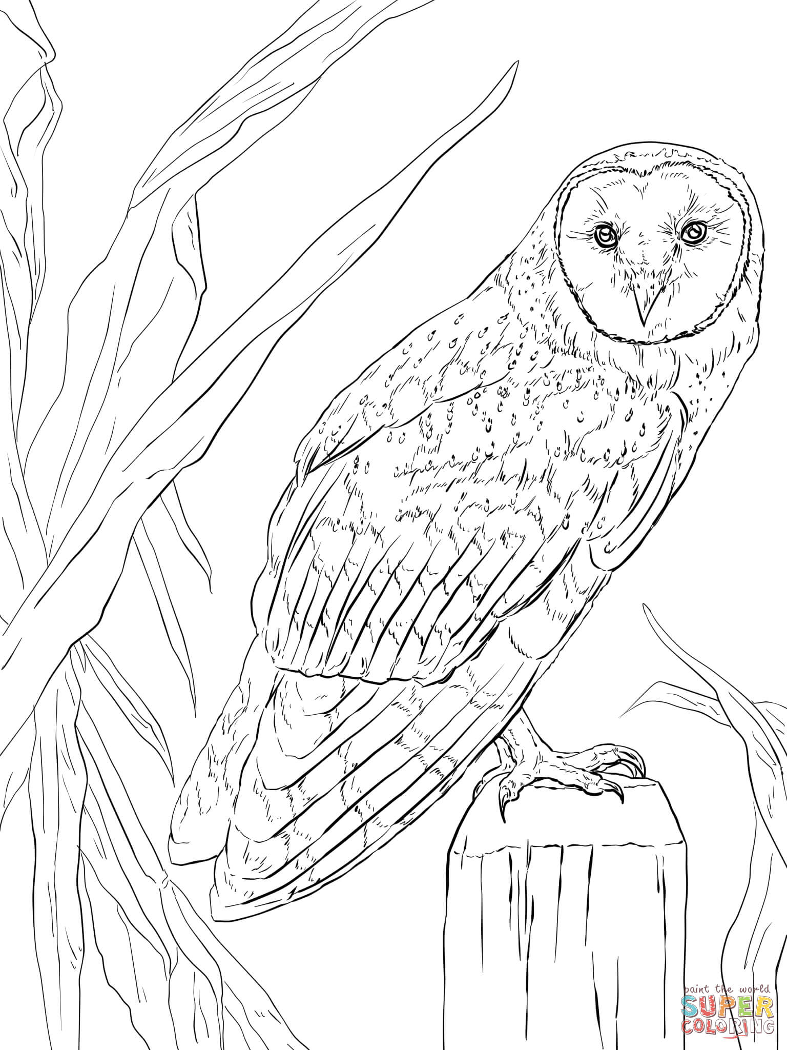 Pictures of nocturnal animals coloring pages are a fun way for kids of all ages to develop creativity, focus, motor skills and color recognition. Free Pictures Of Nocturnal Animals, Download Free Pictures Of Nocturnal