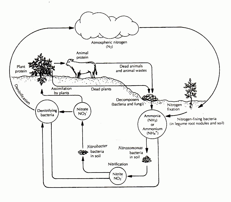 The above diagram illustrates how nature recycles what natural resource? Free Carbon Cycle Coloring Page Download Free Carbon Cycle Coloring Page Png Images Free Cliparts On Clipart Library