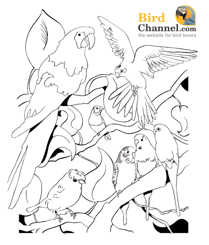 Parrots are colorful birds that are known for their good looks, social gregariousness and intelligence. Free Coloring Pages Parrots Download Free Coloring Pages Parrots Png Images Free Cliparts On Clipart Library