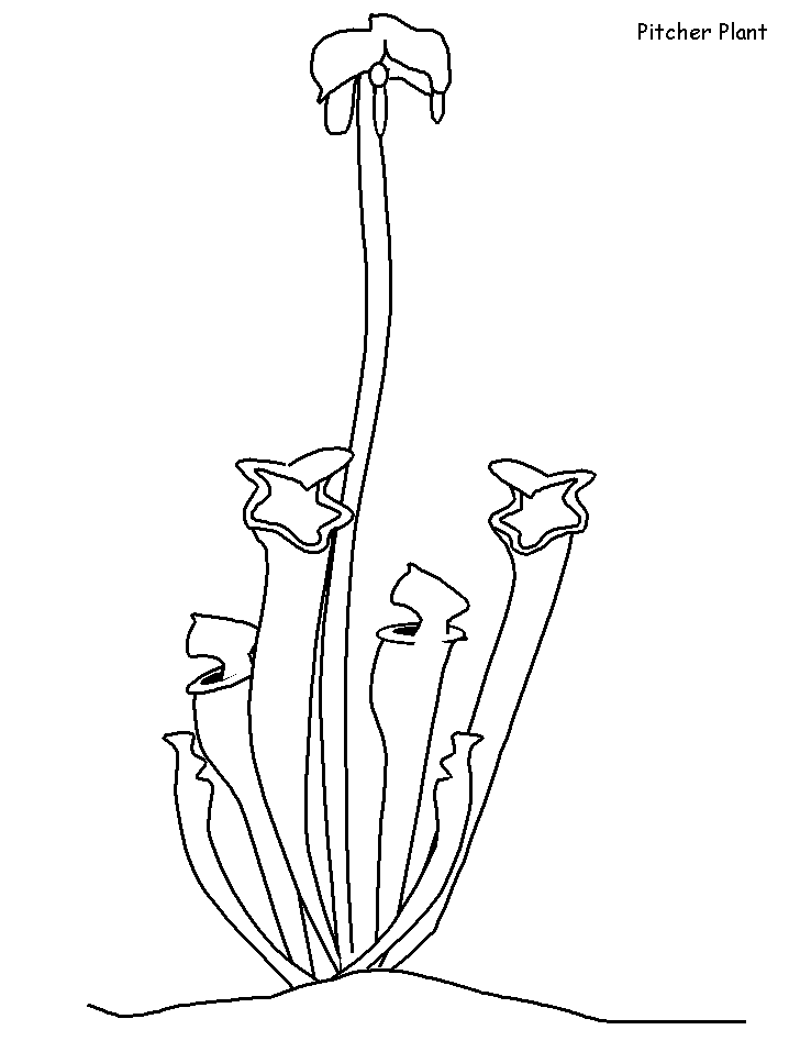Detailed hydrangea flower coloring pages hydrangea coloring pages. Pitcher Plant Coloring Page Clip Art Library