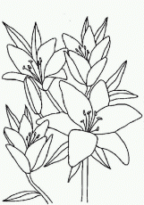 21/05/2020&nbsp;· home > plants and flowers > lily coloring pages. Free Lily Flower Coloring Pages Download Free Lily Flower Coloring Pages Png Images Free Cliparts On Clipart Library