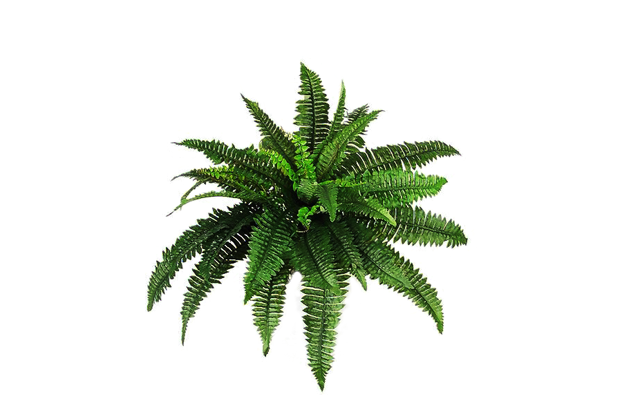 Fertigation levels on flower yield and quality of asiatic hybrid lilium cultivars. Free Jungle Plants Png Download Free Jungle Plants Png Png Images Free Cliparts On Clipart Library