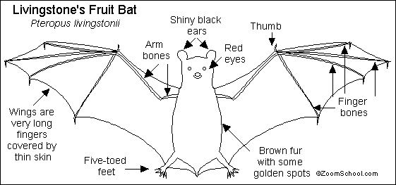 Below is a table chart following the bat classification of families . Free Drawings Of Fruit Bats Download Free Drawings Of Fruit Bats Png Images Free Cliparts On Clipart Library