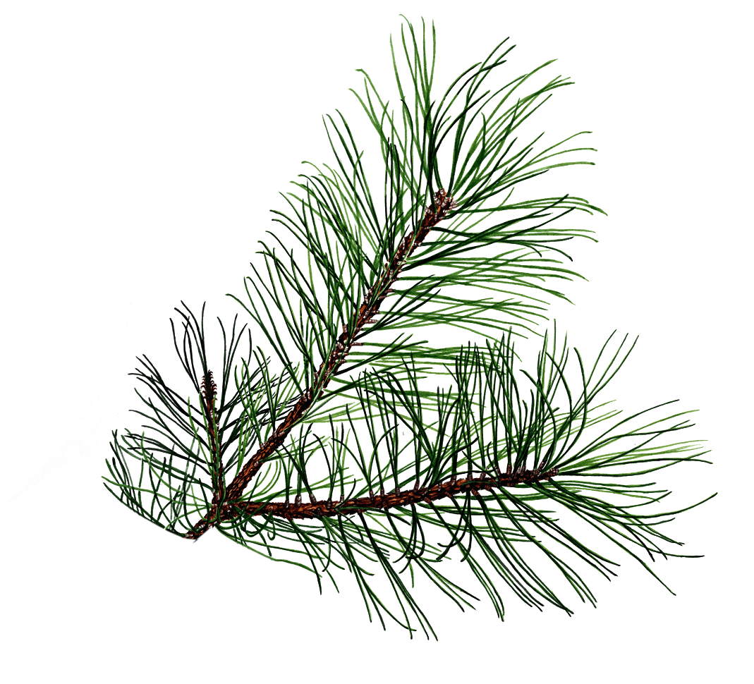 Their short height and slow gr. Free Pine Tree Branch Png Download Free Pine Tree Branch Png Png Images Free Cliparts On Clipart Library