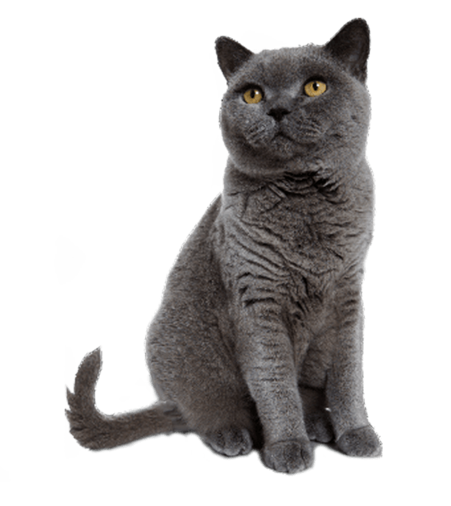 Aesthetic grunge, gray nokia 3310 candybar . Download High Quality cat transparent background Transparent PNG Images - Art Prim clip arts 2019