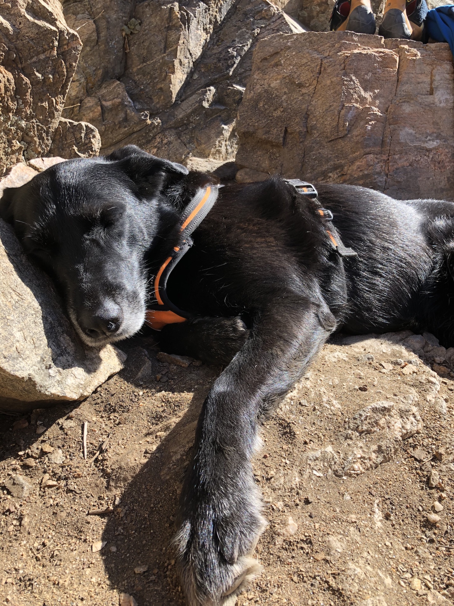 "Snickers" adjusting to her new Monday routine.