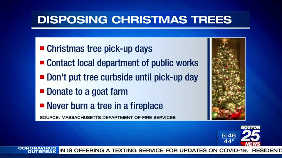 If you're trying to create a tropical oasis, you'll definitely need a palm tree or two. How To Properly Recycle Dispose Of Your Christmas Tree Boston 25 News