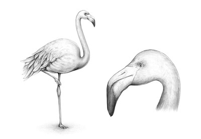 Colours may vary slightly on an actual print due to different computer monitors. How To Draw A Flamingo