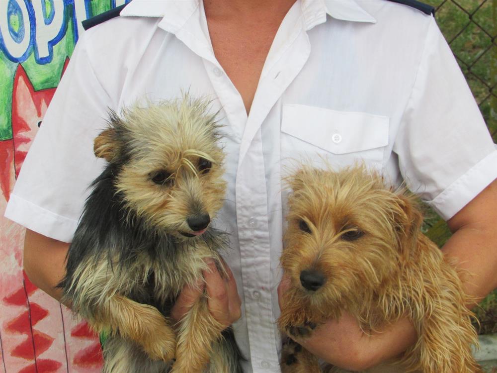 Discover everything you need to know about vancouver travel, including when to visit, what weather to expect, and the best deals on flights and hotels. Adoption Spca Puppies For Sale / BC SPCA removes 12 dogs