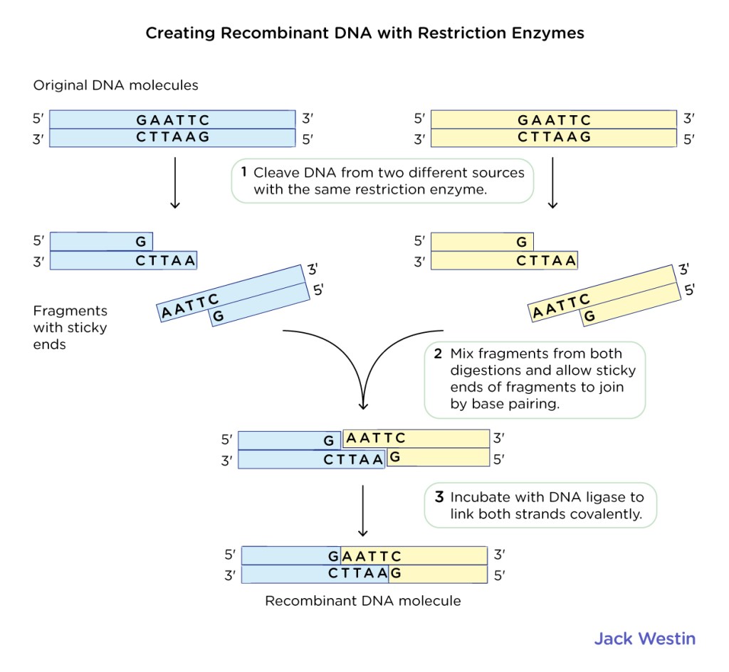 Restriction Enzymes Dna And Biotechnology MCAT Content