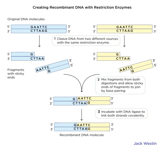 Restriction Enzymes Dna And Biotechnology MCAT Content
