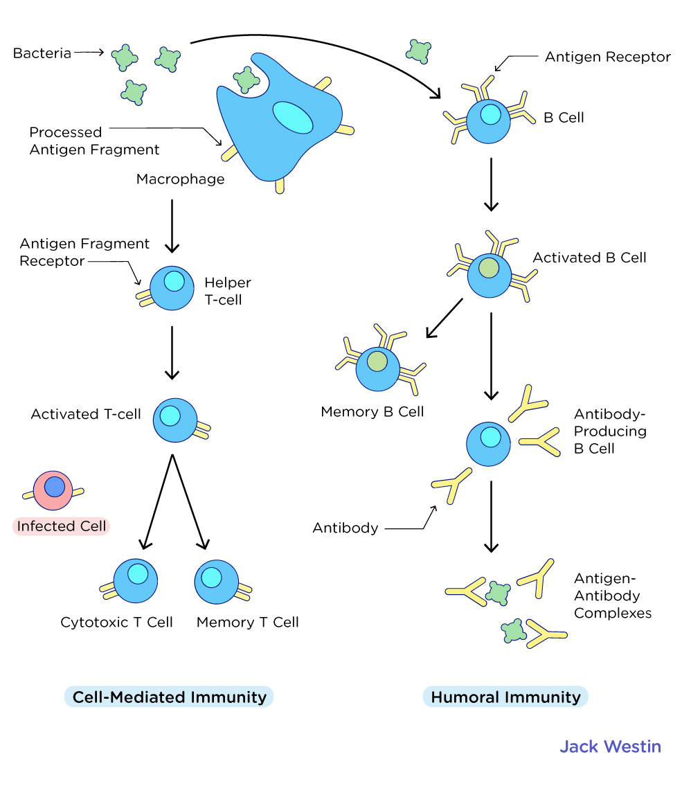 Antigen Antibody Recognition - Immune System - MCAT Content