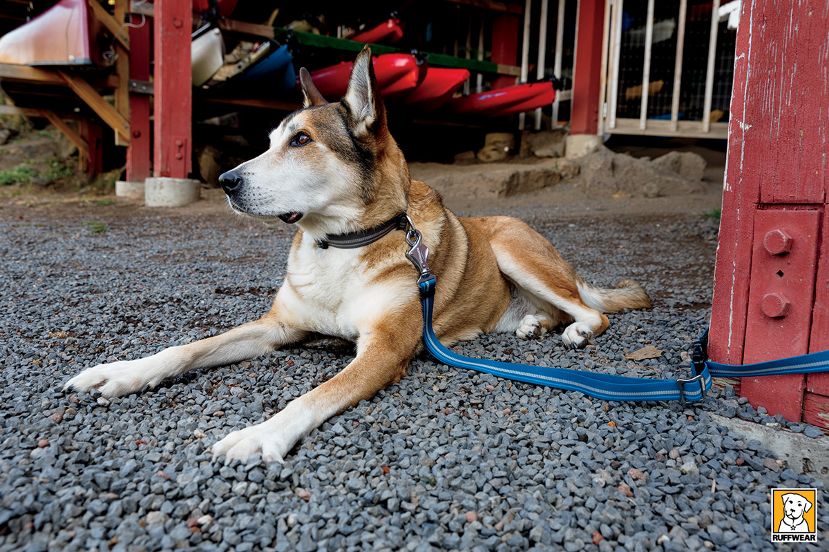 ruffwear chain reaction collar