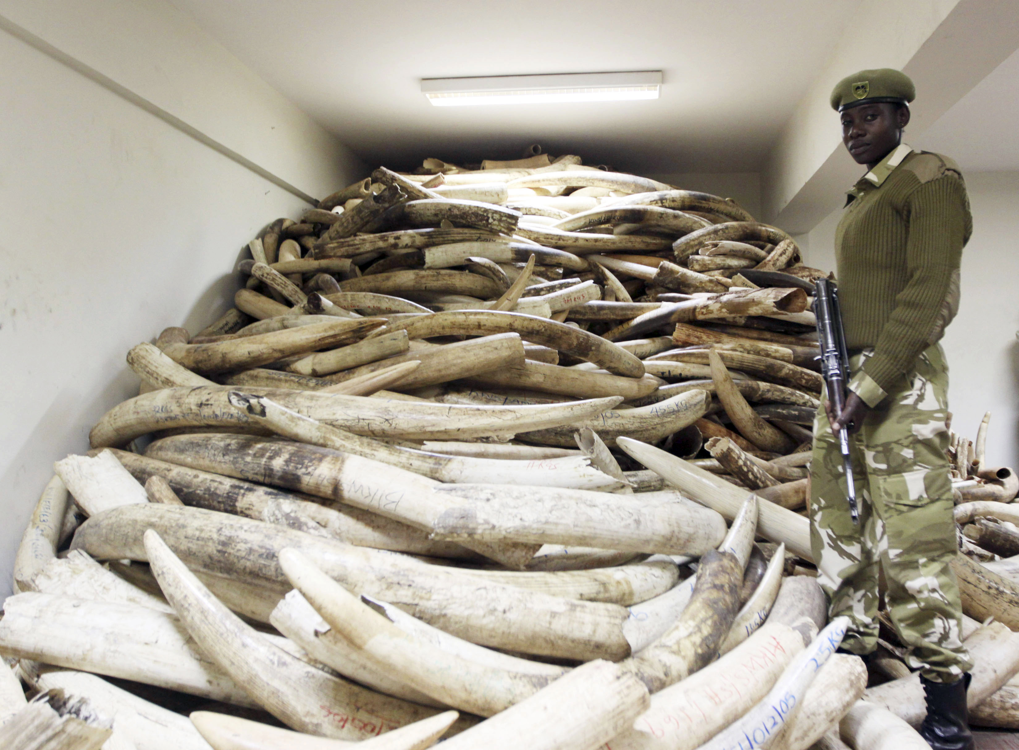 The ivory trade and terrorism alShabaab's potential diversionary