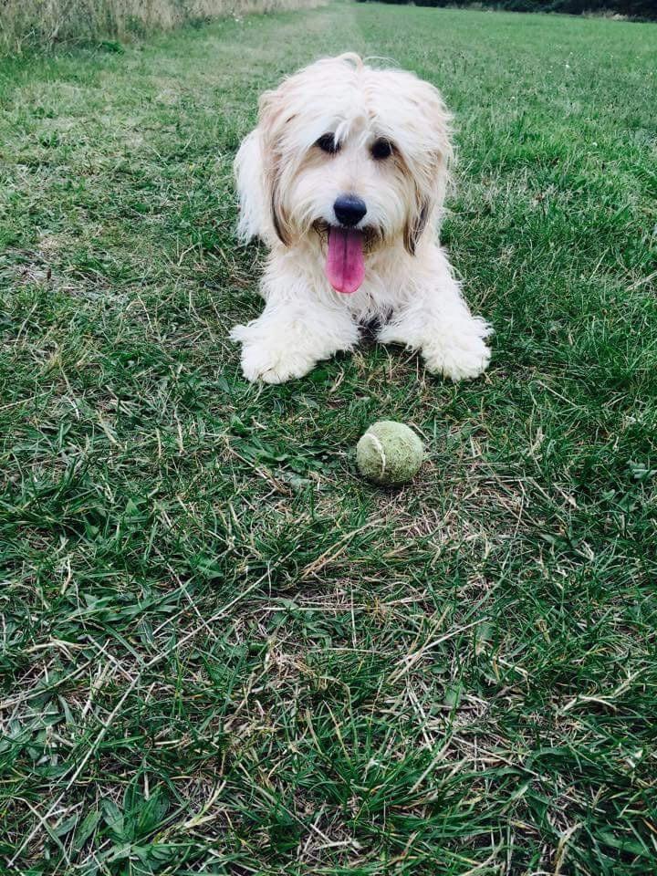 White cockapoos Cockapoo For Life