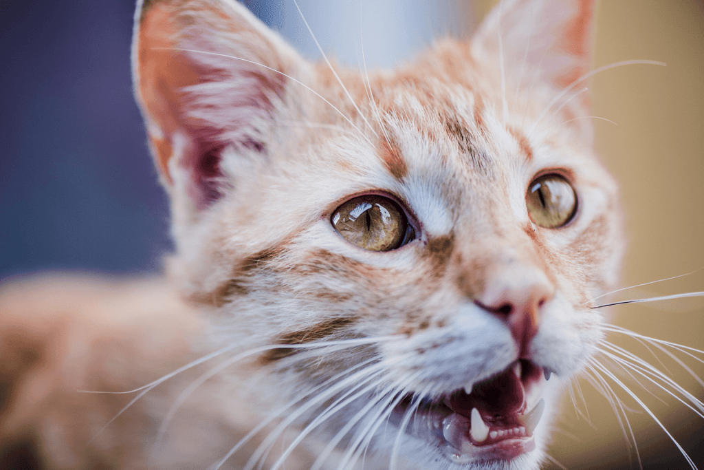 Do you want a lo. 5 Best WordPress Image Compression Plugins