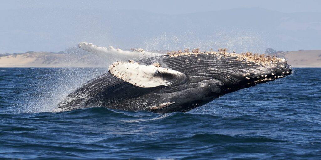 Giant Whale Goes Long On 3,107 WBTC In Value $92.2 Million, Boosts Holdings on Compound and Aave 1 Giant Whale Goes Long On 3,107 WBTC In Value $92.2 Million, Boosts Holdings on Compound and Aave