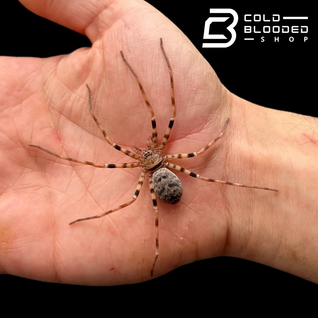 Are Spiders Cold Blooded And How They Survive