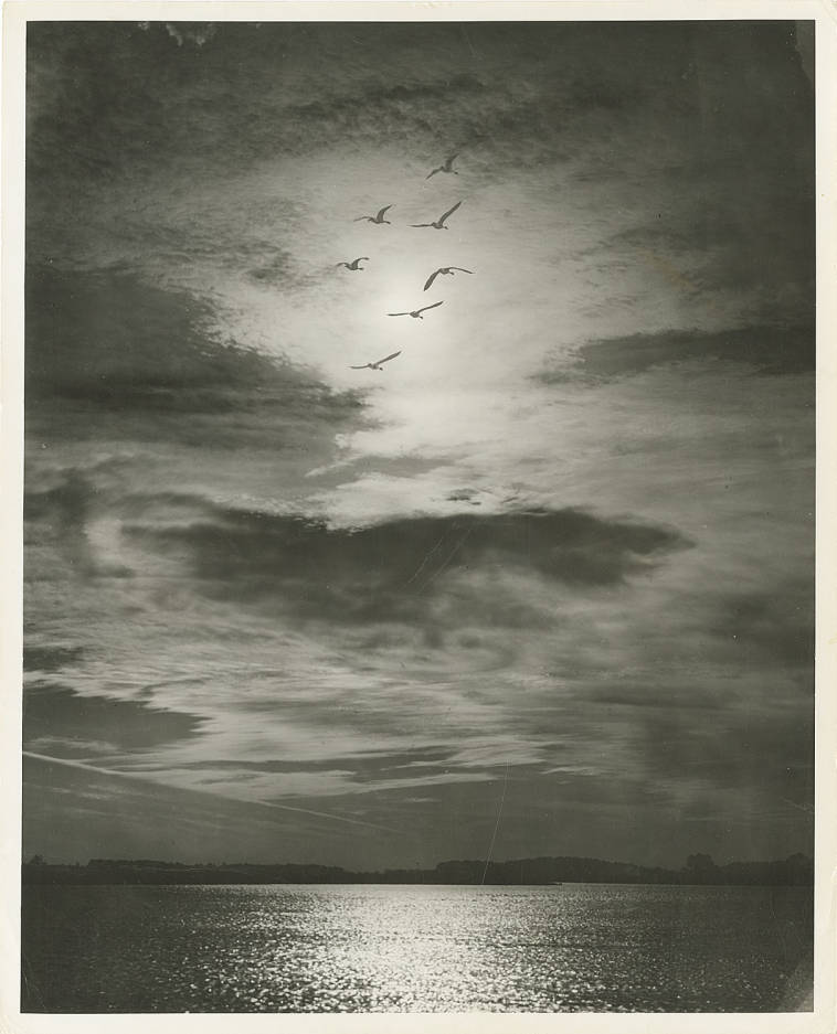 The whitehaven ferry is a passenger and automobile cable ferry that crosses the wicomico river in whitehaven, maryland, located to the southwest of . Canada Geese Flying South At Sunset As Seen From Whitehaven Ferry Orlando Wootten Photograph Collection Nabb Research Center Salisbury Univ Digital Maryland