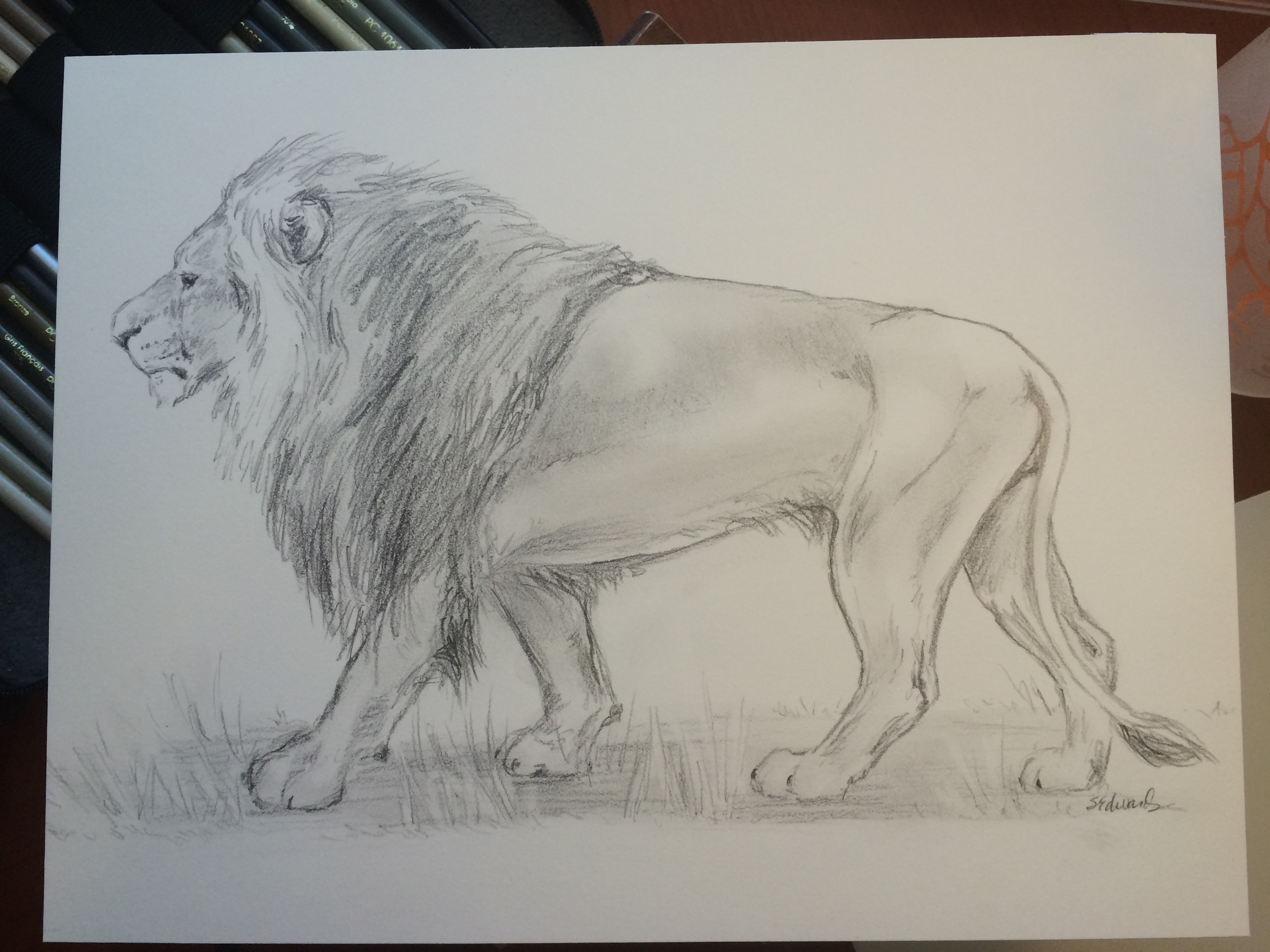 1,665 9 this is a tutorial for the absolute. Pencil Sketch Male Lion Collidescopes