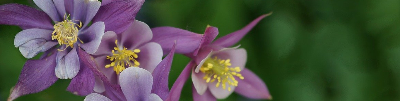 columbine