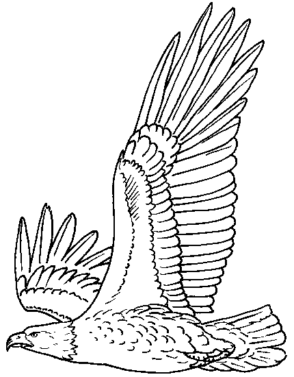 Registration on or use of this site constitutes acceptance of our t. Bald Eagle Coloring Pages Flying Coloring4free Coloring4free Com