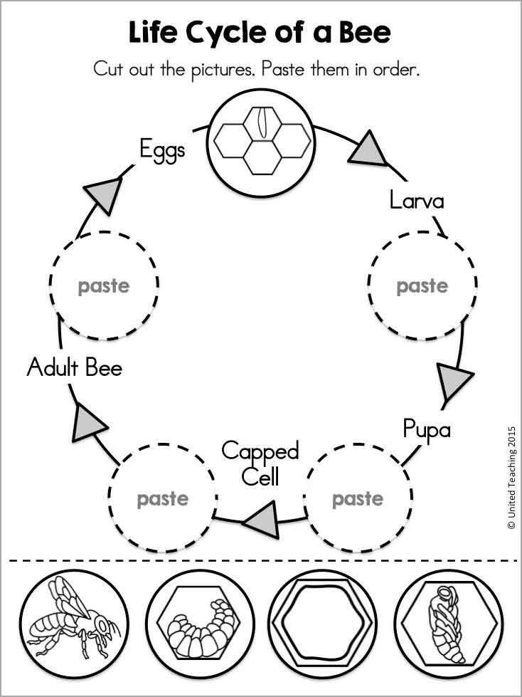 If you buy from a link, we may e. Bee Life Cycle Coloring Page Coloringbay