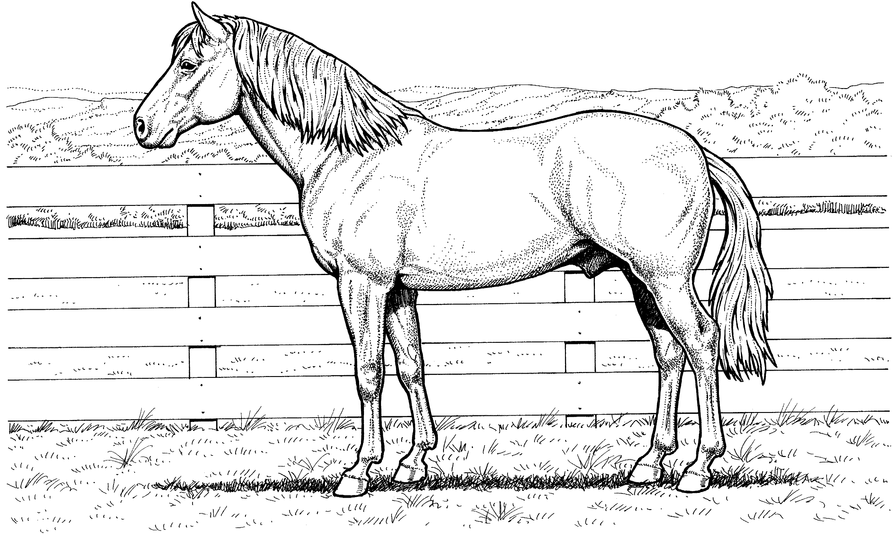 Awards reward somebody on your birthday! Girl And Horse Jumping Coloring Pages Coloring Home