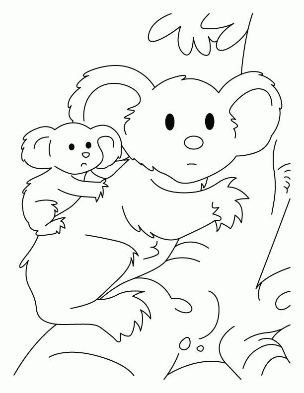 koala bear pictures to color coloring home